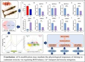 Cadmium exposure elicited dynamic RNA m6A modification and epi-transcriptomic regulation in the Pacific whiteleg shrimp Litopenaeus vannamei