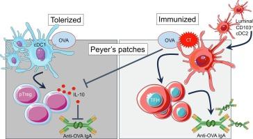 Migratory CD103+CD11b+ cDC2s in Peyer’s patches are critical for gut IgA responses following oral immunization