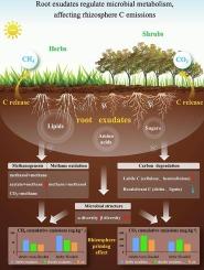 Shrubification of herbaceous peatlands modulates root exudates, increasing rhizosphere soil CO2 emissions while decreasing CH4 emissions