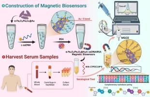 A type of self-assembled and label-free DNA-modified electrochemical biosensors based on magnetic α-Fe2O3/Fe3O4 heterogeneous nanorods for ultra-sensitive detection of CYP2C19*3