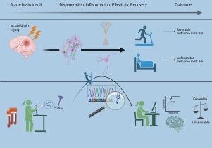 Brain plasticity and neuroinflammatory protein biomarkers with circulating MicroRNAs as predictors of acute brain injury outcome – A prospective cohort study