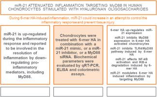 miR-21 attenuated inflammation targeting MyD88 in human chondrocytes stimulated with Hyaluronan oligosaccharides