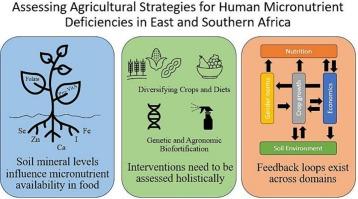 Research agenda for holistically assessing agricultural strategies for human micronutrient deficiencies in east and southern Africa