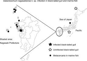 Galactosomum nagasakiense n. sp. (Digenea: Heterophyidae) from the black-tailed gull, Larus crassirostris, with a description of metacercariae from some marine fishes developing trematode whirling disease