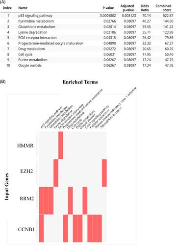 Deciphering the Molecular Complexity of Hepatocellular Carcinoma: Unveiling Novel Biomarkers and Therapeutic Targets Through Advanced Bioinformatics Analysis