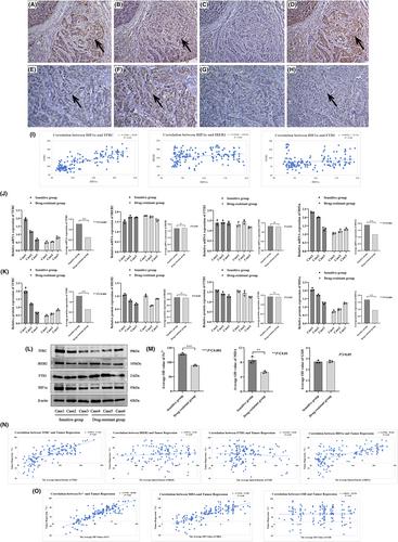 Hypoxia-inducible factor-1α can reverse the Adriamycin resistance of breast cancer adjuvant chemotherapy by upregulating transferrin receptor and activating ferroptosis