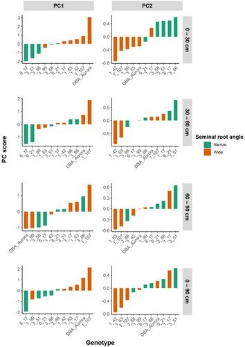 Seminal root angle is associated with root system architecture in durum wheat