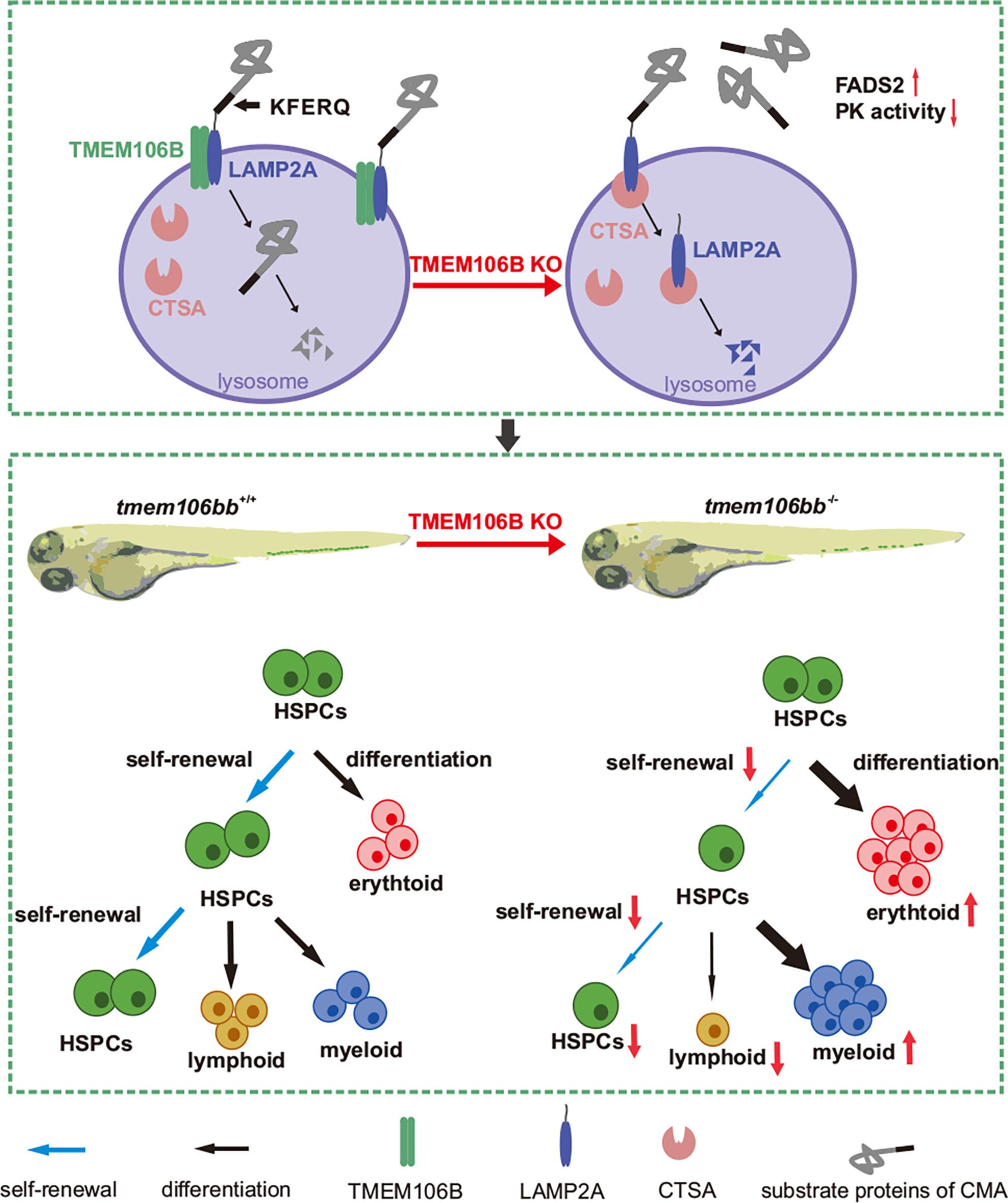 Lysosomal membrane protein TMEM106B modulates hematopoietic stem and progenitor cell proliferation and differentiation by regulating LAMP2A stability