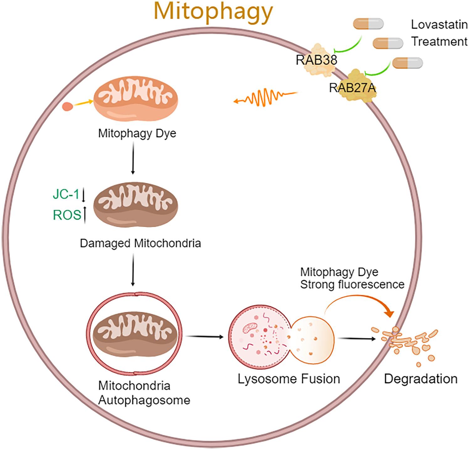 The mechanism of lovastatin in suppressing the proliferation of esophageal squamous cell carcinoma based on proteomics