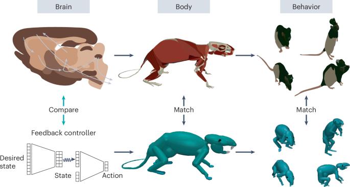 Studying naturalistic behavior virtually