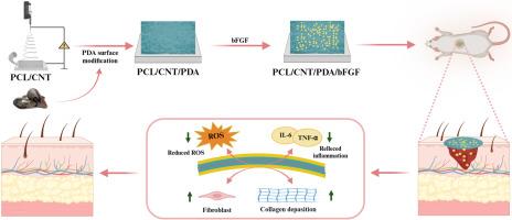 Polydopamine-coated polycaprolactone/carbon nanotube fibrous scaffolds loaded with basic fibroblast growth factor for wound healing