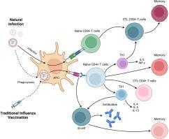 Deciphering immune responses: a comparative analysis of influenza vaccination platforms