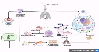 Understanding the molecular basis of anti-fibrotic potential of intranasal curcumin and its association with mitochondrial homeostasis in silica-exposed mice