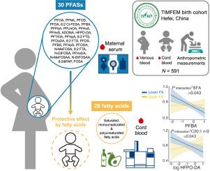 Gestational PFAS exposure and newborn size: The modifying effect of cord blood fatty acids