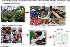 Sensory quality of coffee (Coffea arabica L.): Influence of tree diversity and harvest segmentation in agroforestry systems