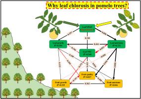 Magnesium deficiency induced leaf chlorosis affects plant growth, mineral concentration and fruit quality in field pomelo trees