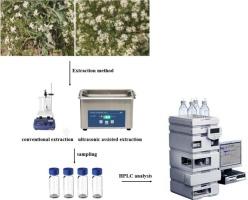 Effect of ultrasonic and conventional extraction on bioactive components, glucosinolate content and antidiabetic activity of Crambe tataria