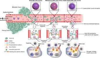 Spiky tubular nanoparticles with low protein corona can realize efficient and non-destructive penetration through endothelial barrier