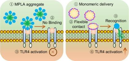 Pickering emulsion-guided monomeric delivery of monophosphoryl lipid A for enhanced vaccination