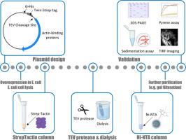 A unified purification method for actin-binding proteins using a TEV-cleavable His-Strep-tag