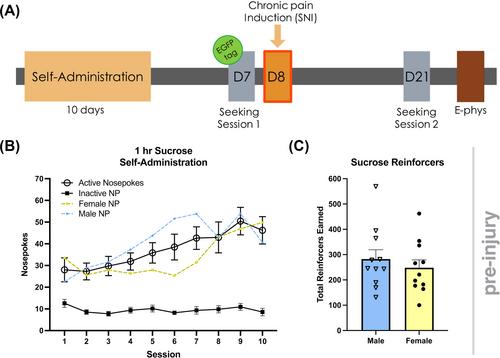 Neuropathic pain has sex-specific effects on oxycodone-seeking and non-drug-seeking ensemble neurons in the dorsomedial prefrontal cortex of mice