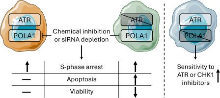 Synthetic lethality between ATR and POLA1 reveals a potential new target for individualized cancer therapy