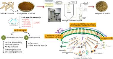 Encapsulation of protein-based bioactive from black soldier fly for ruminant feeding