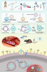 Robust aptamer-targeted CRISPR/Cas9 delivery using mesenchymal stem cell membrane –liposome hybrid: BIRC5 gene knockout against melanoma