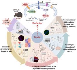 DCC, a potential target for controlling fear memory extinction and hippocampal LTP in male mice receiving single prolonged stress