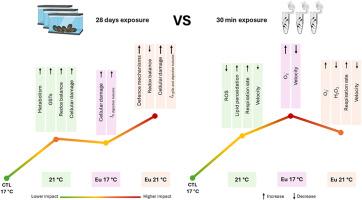 Rare earth elements and warming: Implications for adult mussel health and sperm quality