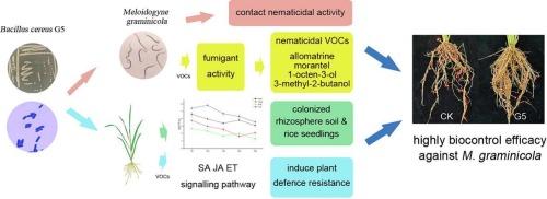 Biocontrol activity and potential mechanism of Bacillus cereus G5 against Meloidogyne graminicola