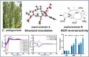 Lathyrane diterpenoids with multidrug resistance reversal activity from the tubers of Euphorbia antiquorum