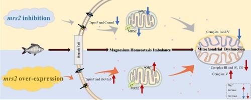 Molecular cloning and functional characterization of mitochondrial RNA splicing 2 in fish Megalobrama amblycephala, and its potential roles in magnesium homeostasis and mitochondrial function