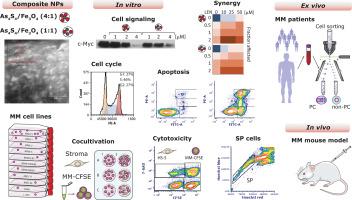 Exploring the anti-myeloma potential of composite nanoparticles As4S4/Fe3O4: Insights from in vitro, ex vivo and in vivo studies