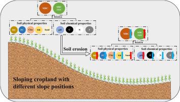 Responses of soil microbial biomass carbon and microbial entropy to soil properties in typical sloping croplands of China under erosion conditions