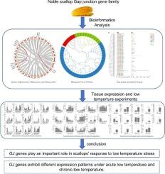 Genome-wide identification of gap junction gene family and their expression profiles under low temperature stress in noble scallop Chlamys nobilis