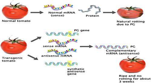 Applications of biotechnology for enhancing the shelf life of horticultural crops