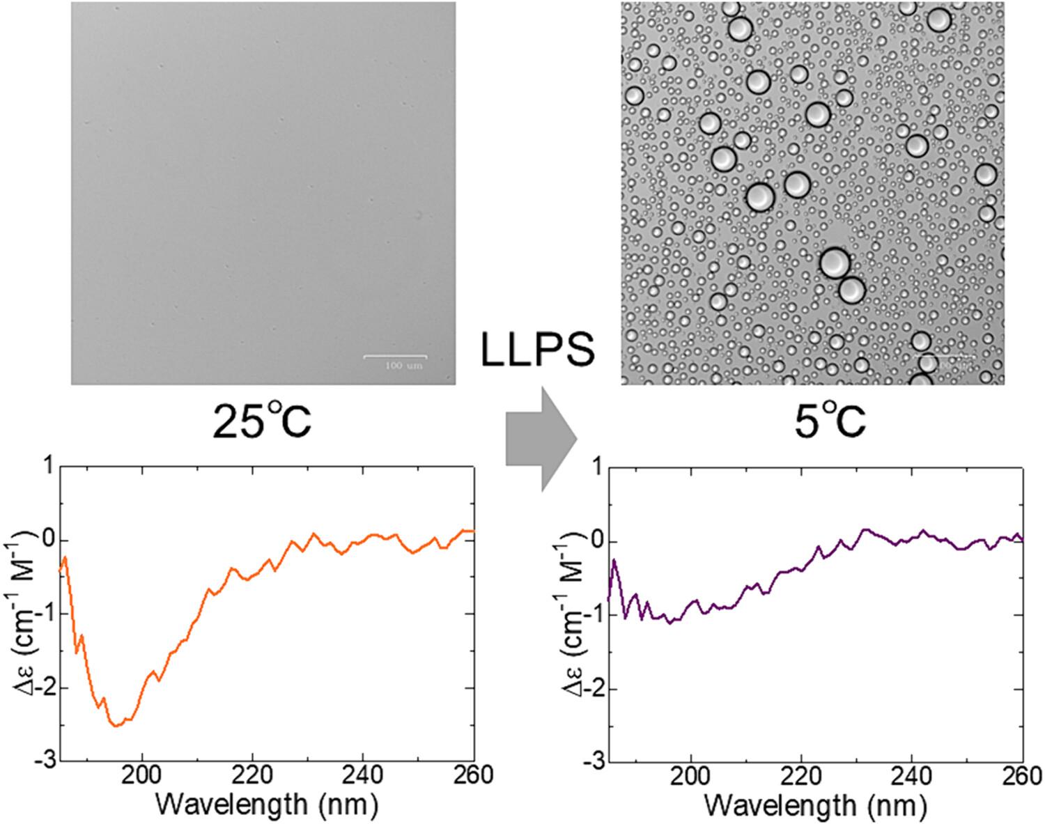 Observation of the Liquid–Liquid Phase Separation of FUS-LC Using Vacuum-Ultraviolet Circular Dichroism Spectroscopy