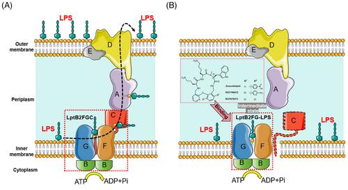 Zosurabalpin: a novel tethered macrocyclic peptide antibiotic that kills carbapenem-resistant Acinetobacter baumannii