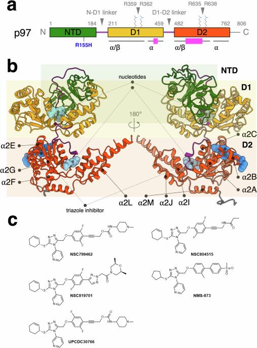 Mechanism of allosteric inhibition of human p97/VCP ATPase and its disease mutant by triazole inhibitors