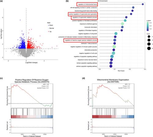 Anti-signal recognition particle antibodies induce cardiac diastolic dysfunction via oxidative stress injury