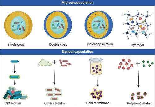 A comprehensive review of the characterization, host interactions, and stabilization advancements on probiotics: Addressing the challenges in functional food diversification