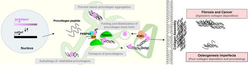 HSP47 in human diseases: Navigating pathophysiology, diagnosis and therapy