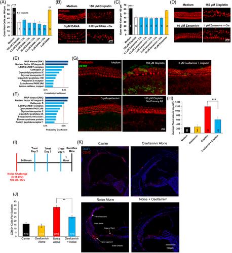 Oseltamivir (Tamiflu), a commonly prescribed antiviral drug, mitigates hearing loss in mice