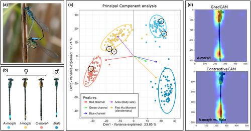 BioEncoder: A metric learning toolkit for comparative organismal biology