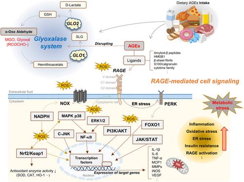 Comprehensive research on the properties of advanced glycation end products in food and biological samples and their harmful role in inducing metabolic diseases