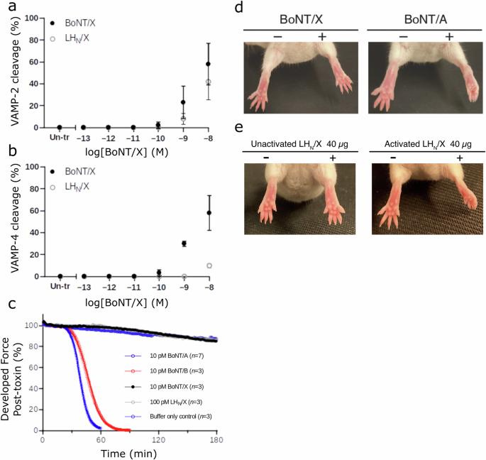 Activity of botulinum neurotoxin X and its structure when shielded by a non-toxic non-hemagglutinin protein