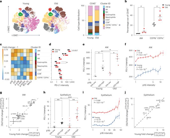 p16-dependent increase of PD-L1 stability regulates immunosurveillance of senescent cells