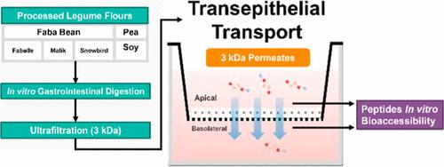 Bioaccessibility and Antioxidant Activity of Faba Bean Peptides in Comparison to those of Pea and Soy after In Vitro Gastrointestinal Digestion and Transepithelial Transport across Caco-2 and HT29-MTX-E12 Cells