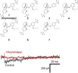 Effects of the novel acaricide acynonapyr on the calcium-activated potassium channel